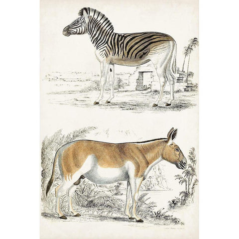 Journal of Natural History V White Modern Wood Framed Art Print by Cuvier, Georges