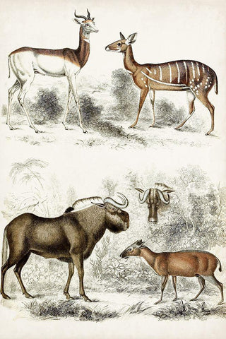 Journal of Natural History VI White Modern Wood Framed Art Print with Double Matting by Cuvier, Georges