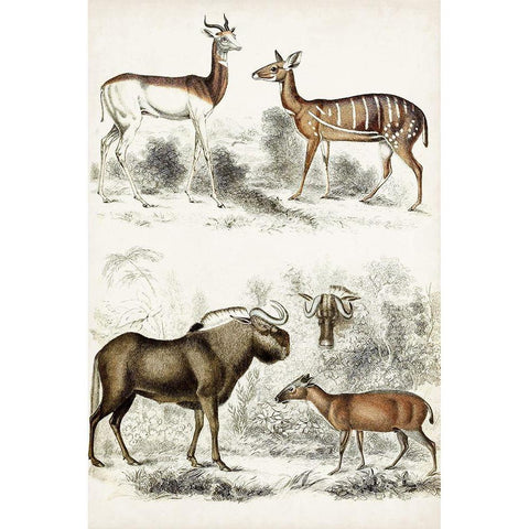 Journal of Natural History VI White Modern Wood Framed Art Print by Cuvier, Georges