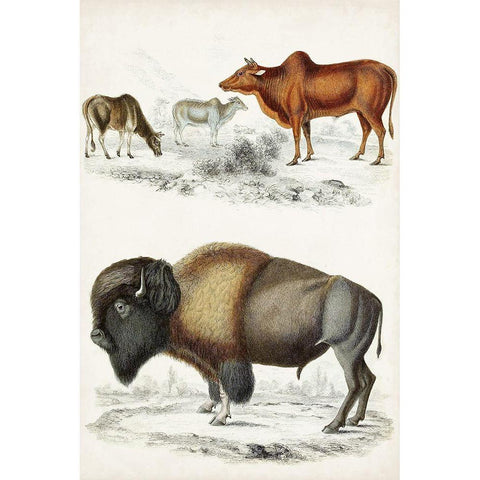 Journal of Natural History VII Black Modern Wood Framed Art Print with Double Matting by Cuvier, Georges