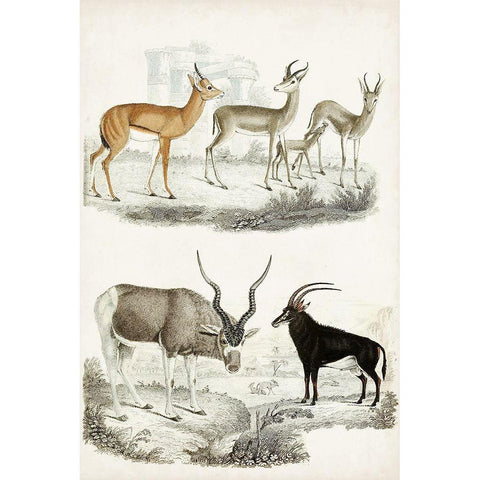 Journal of Natural History VIII Black Modern Wood Framed Art Print with Double Matting by Cuvier, Georges