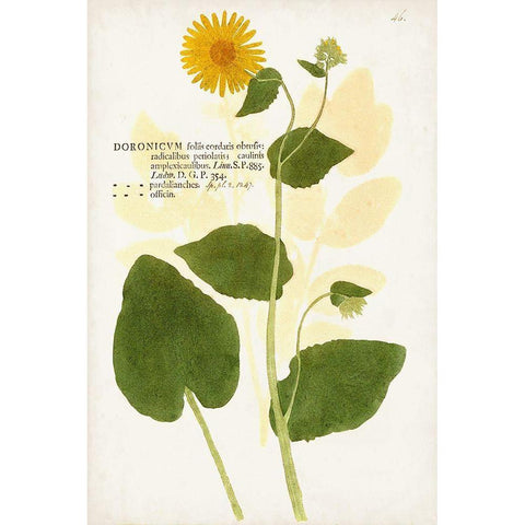 Nature Printed Botanicals I White Modern Wood Framed Art Print by Unknown