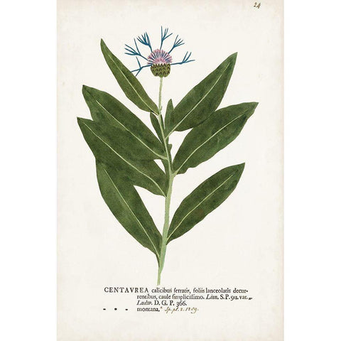 Nature Printed Botanicals II Gold Ornate Wood Framed Art Print with Double Matting by Unknown