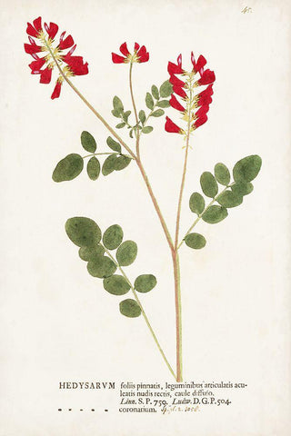 Nature Printed Botanicals III Black Ornate Wood Framed Art Print with Double Matting by Unknown