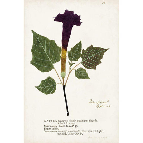 Nature Printed Botanicals IV White Modern Wood Framed Art Print by Unknown