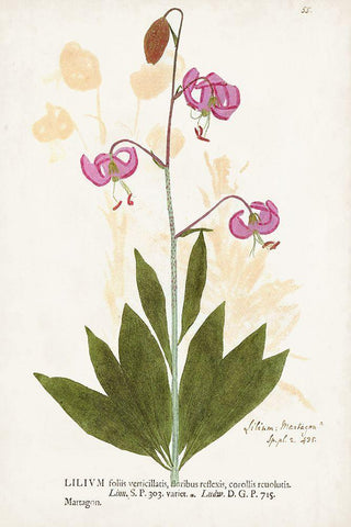 Nature Printed Botanicals V White Modern Wood Framed Art Print with Double Matting by Unknown