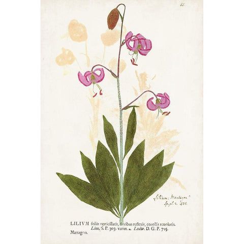 Nature Printed Botanicals V White Modern Wood Framed Art Print by Unknown