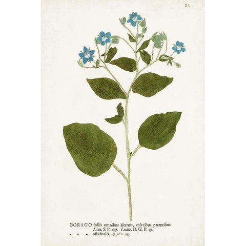 Nature Printed Botanicals VI White Modern Wood Framed Art Print by Unknown