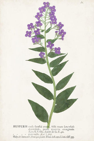 Nature Printed Botanicals VII Black Ornate Wood Framed Art Print with Double Matting by Unknown