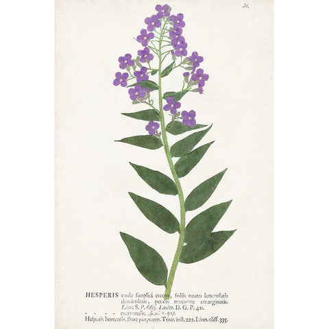 Nature Printed Botanicals VII Black Modern Wood Framed Art Print by Unknown