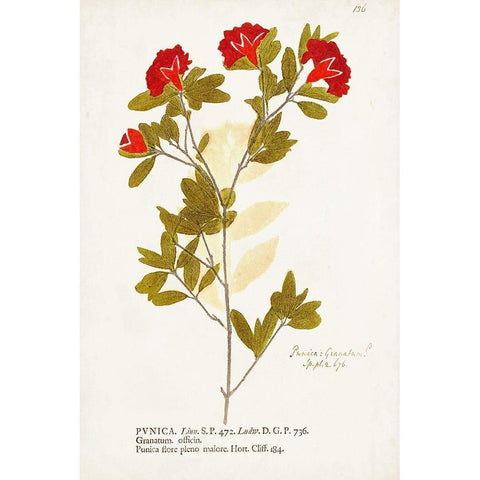 Nature Printed Botanicals VIII Gold Ornate Wood Framed Art Print with Double Matting by Unknown