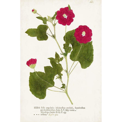 Nature Printed Botanicals IX White Modern Wood Framed Art Print by Unknown