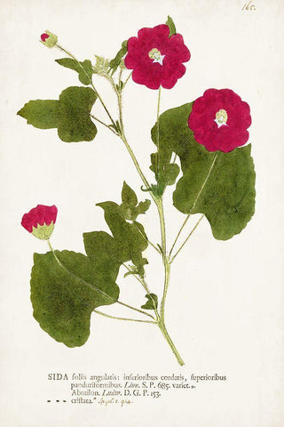 Nature Printed Botanicals IX Black Ornate Wood Framed Art Print with Double Matting by Unknown