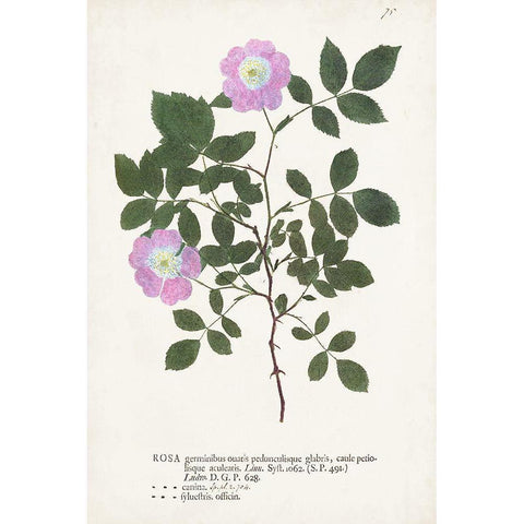 Nature Printed Botanicals X Black Modern Wood Framed Art Print with Double Matting by Unknown