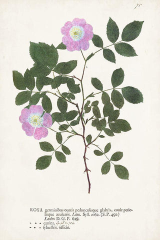 Nature Printed Botanicals X Black Ornate Wood Framed Art Print with Double Matting by Unknown