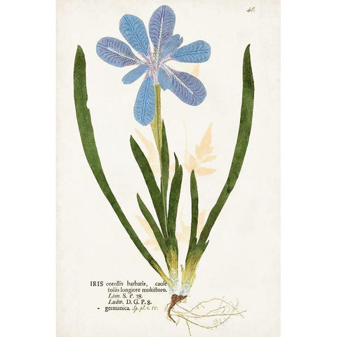 Nature Printed Botanicals XI White Modern Wood Framed Art Print by Unknown