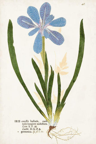 Nature Printed Botanicals XI White Modern Wood Framed Art Print with Double Matting by Unknown