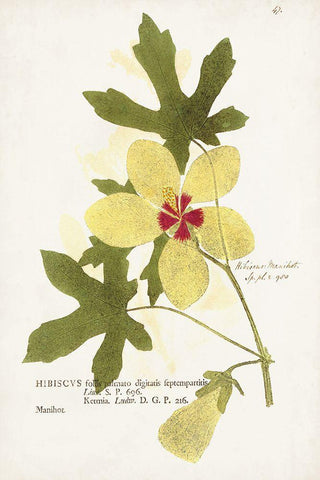 Nature Printed Botanicals XII Black Ornate Wood Framed Art Print with Double Matting by Unknown