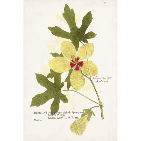 Nature Printed Botanicals XII White Modern Wood Framed Art Print by Unknown