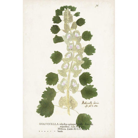 Nature Printed Ferns I White Modern Wood Framed Art Print by Unknown