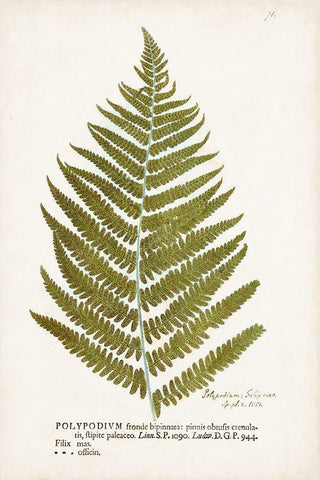 Nature Printed Ferns II White Modern Wood Framed Art Print with Double Matting by Unknown