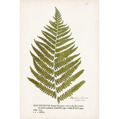 Nature Printed Ferns II Black Modern Wood Framed Art Print by Unknown