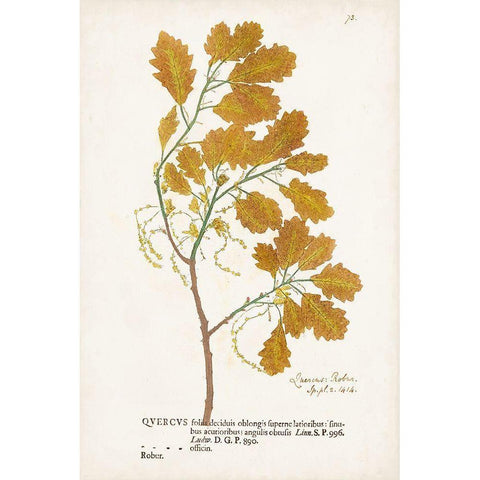 Nature Printed Ferns III White Modern Wood Framed Art Print by Unknown