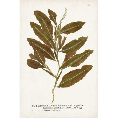 Nature Printed Ferns IV Gold Ornate Wood Framed Art Print with Double Matting by Unknown