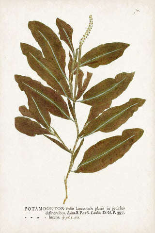 Nature Printed Ferns IV Black Ornate Wood Framed Art Print with Double Matting by Unknown