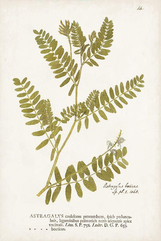 Nature Printed Ferns V White Modern Wood Framed Art Print with Double Matting by Unknown