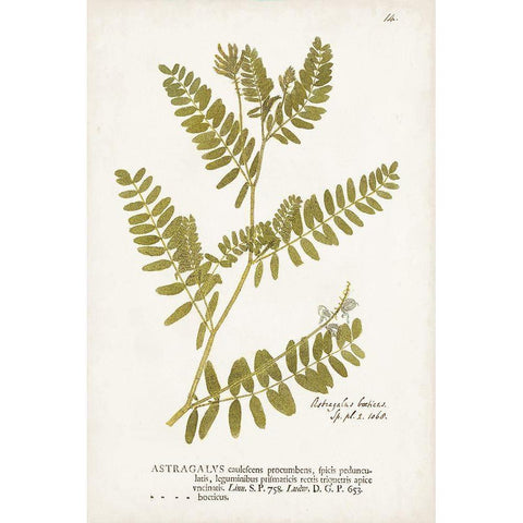 Nature Printed Ferns V Gold Ornate Wood Framed Art Print with Double Matting by Unknown