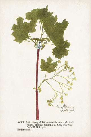 Nature Printed Ferns VI White Modern Wood Framed Art Print with Double Matting by Unknown