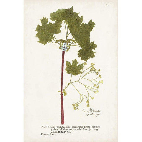 Nature Printed Ferns VI Gold Ornate Wood Framed Art Print with Double Matting by Unknown