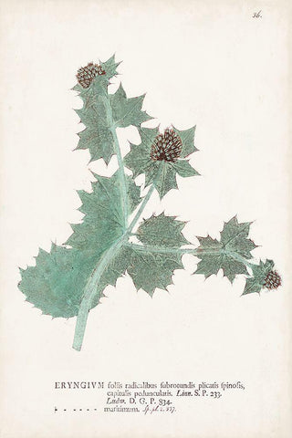 Nature Printed Ferns VII Black Ornate Wood Framed Art Print with Double Matting by Unknown