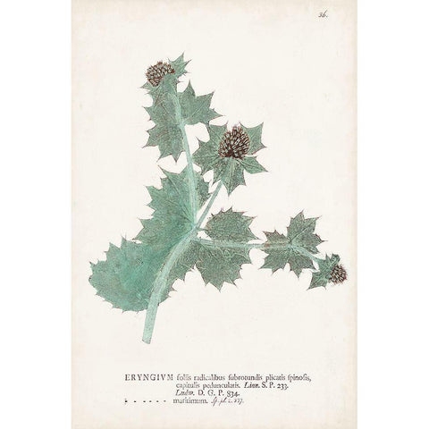 Nature Printed Ferns VII White Modern Wood Framed Art Print by Unknown