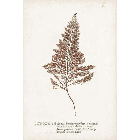 Nature Printed Ferns VIII Black Modern Wood Framed Art Print with Double Matting by Unknown