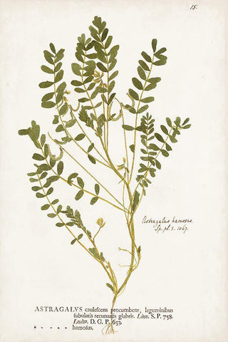 Nature Printed Ferns X Black Ornate Wood Framed Art Print with Double Matting by Unknown