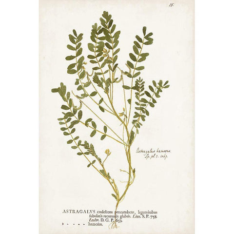 Nature Printed Ferns X Black Modern Wood Framed Art Print by Unknown