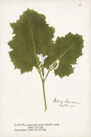 Nature Printed Ferns XI White Modern Wood Framed Art Print with Double Matting by Unknown