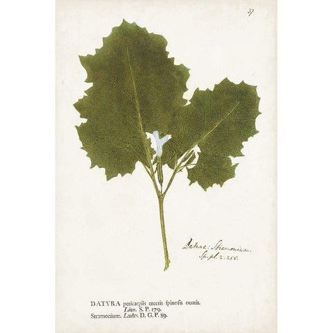 Nature Printed Ferns XI Black Modern Wood Framed Art Print with Double Matting by Unknown