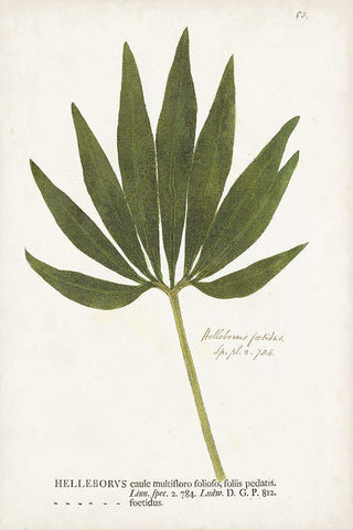 Nature Printed Ferns XII Black Ornate Wood Framed Art Print with Double Matting by Unknown