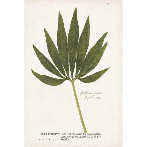 Nature Printed Ferns XII Black Modern Wood Framed Art Print by Unknown