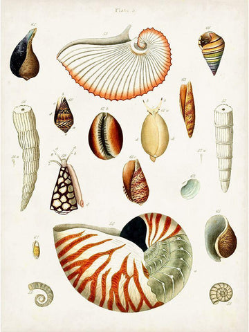 Antique Shell Collection I White Modern Wood Framed Art Print with Double Matting by Unknown