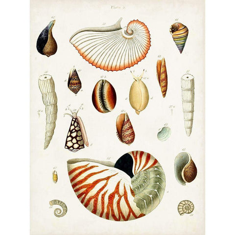 Antique Shell Collection I Black Modern Wood Framed Art Print with Double Matting by Unknown