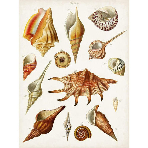 Antique Shell Collection II Black Modern Wood Framed Art Print with Double Matting by Unknown