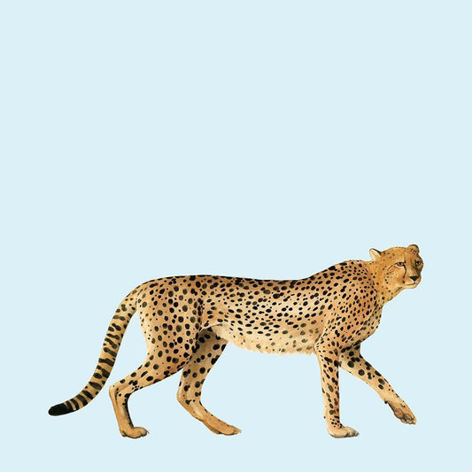 Image Only