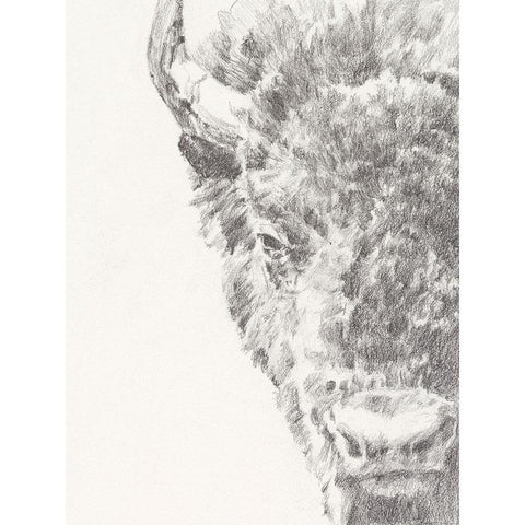 Graphite Bison Portrait I Black Modern Wood Framed Art Print with Double Matting by Harper, Ethan