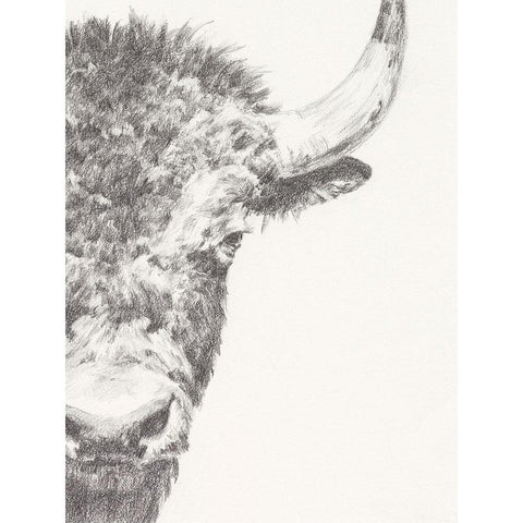 Graphite Bison Portrait II Gold Ornate Wood Framed Art Print with Double Matting by Harper, Ethan
