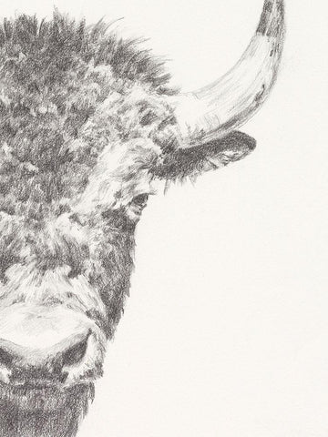 Graphite Bison Portrait II White Modern Wood Framed Art Print with Double Matting by Harper, Ethan