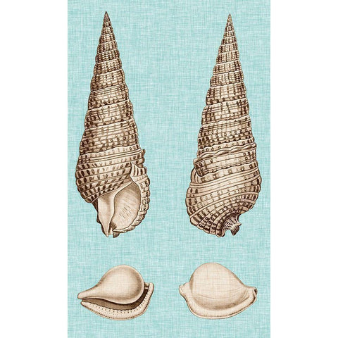 Sepia And Aqua Shells I Black Modern Wood Framed Art Print with Double Matting by Vision Studio